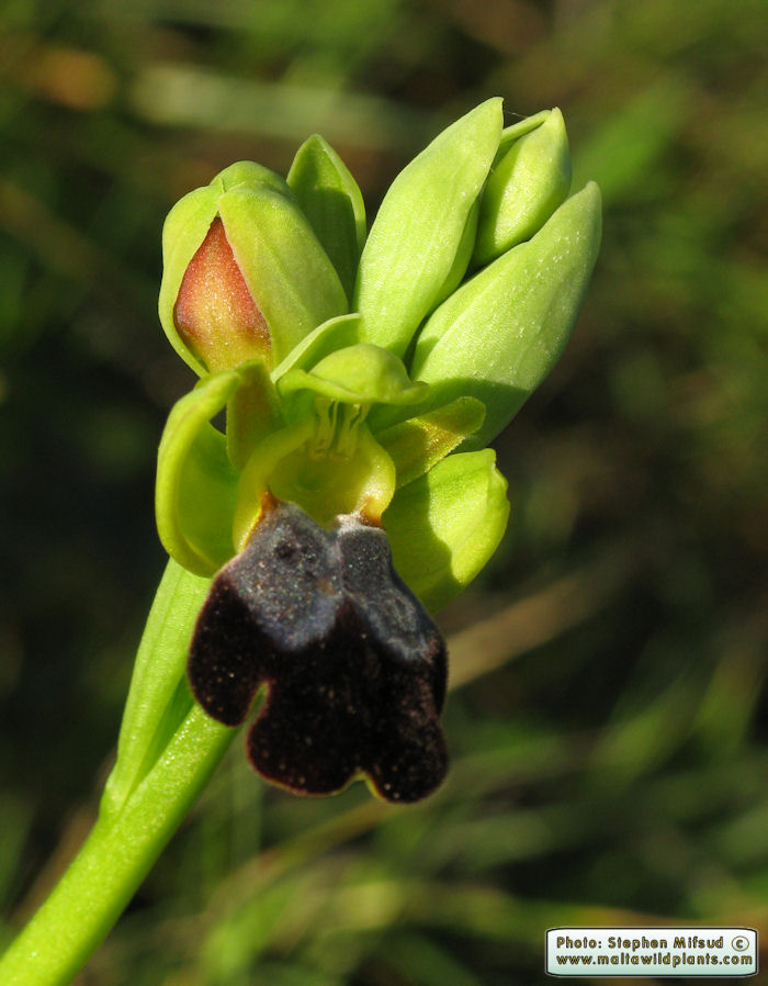 Ophrys iricolor subsp. eleonorae / Valles' rainbow bee Orchid / Dubbiena ta\' Tuneż